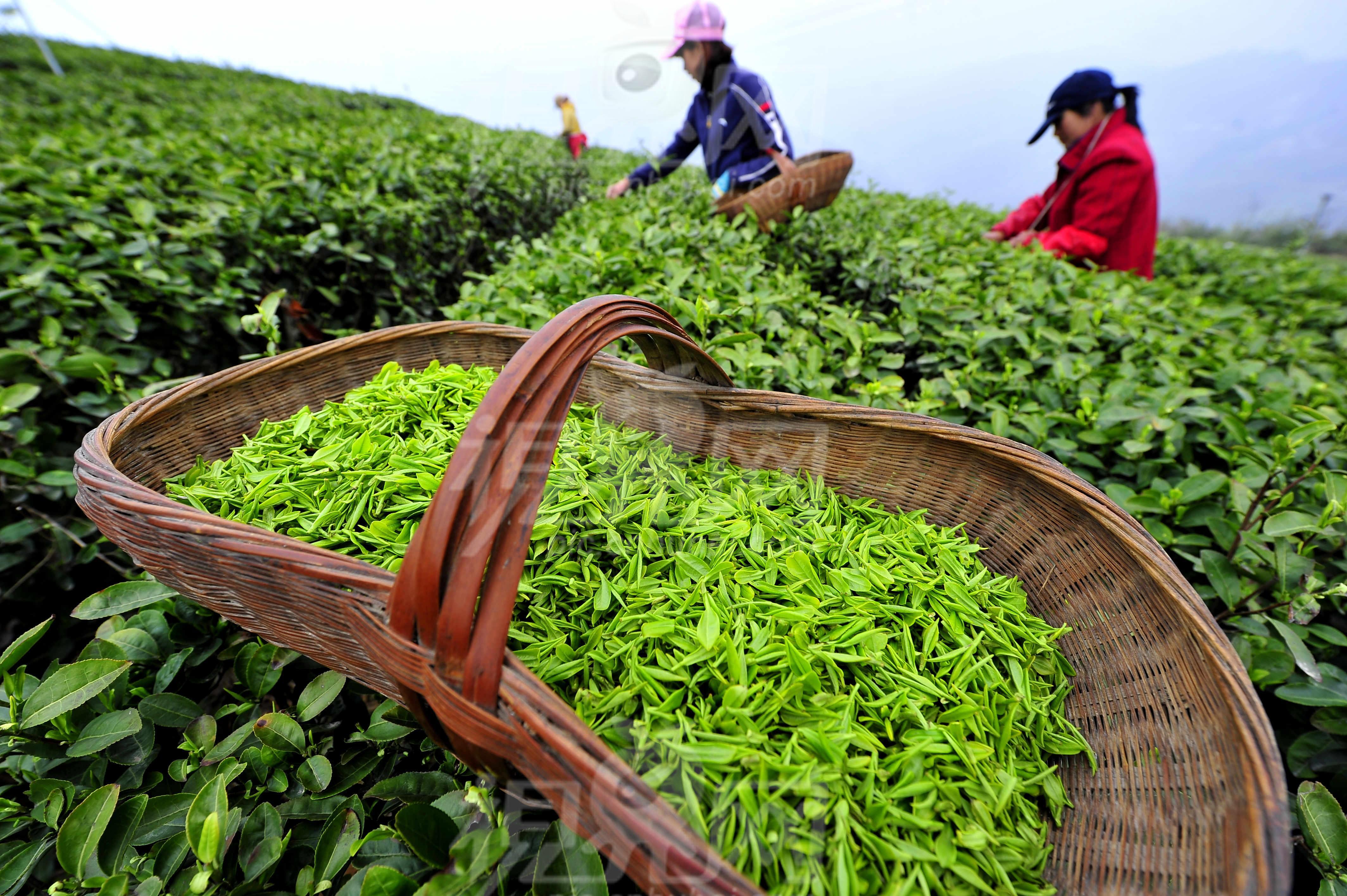 茶農(nóng)世家分享種茶致富經(jīng) 打造專業(yè)網(wǎng)站，助力茶業(yè)騰飛